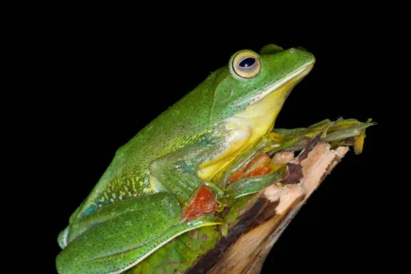 Estudo mostra queda nas taxas de extinção de plantas e animais (Imagem: Getty Images/ Canva Pro)