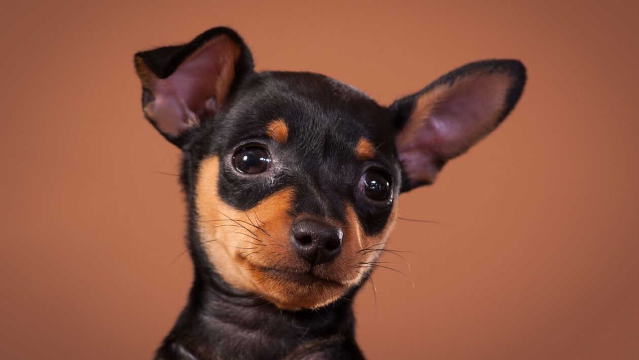 Tremores e bravura são parte da natureza pinscher. (Foto: Getty Images via Canva)