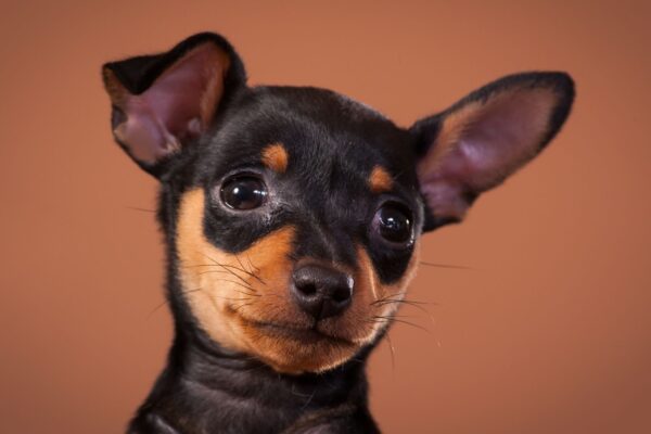 Tremores e bravura são parte da natureza pinscher. (Foto: Getty Images via Canva)