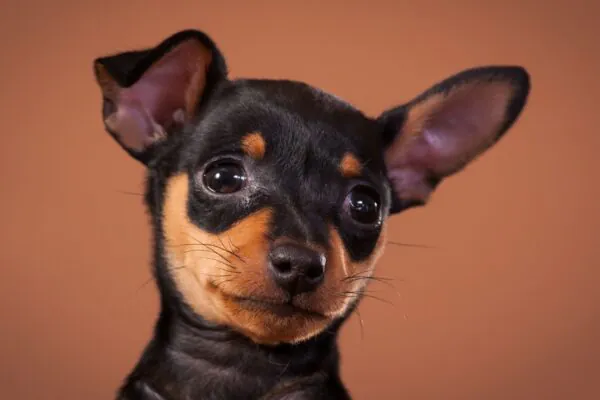 Tremores e bravura são parte da natureza pinscher. (Foto: Getty Images via Canva)