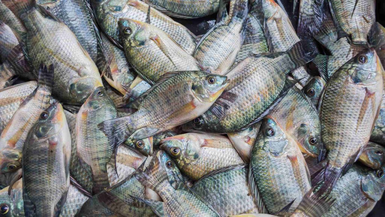 Bioflocos aumentam produção e saúde de tilápias na aquicultura (Imagem: Getty Images/ Canva Pro)