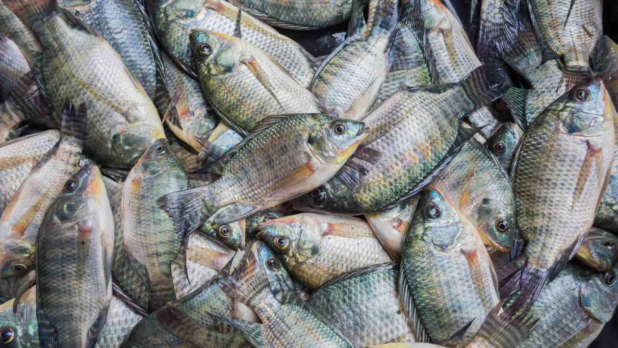 Bioflocos aumentam produção e saúde de tilápias na aquicultura (Imagem: Getty Images/ Canva Pro)