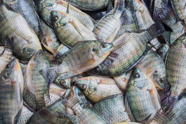 Bioflocos aumentam produção e saúde de tilápias na aquicultura (Imagem: Getty Images/ Canva Pro)