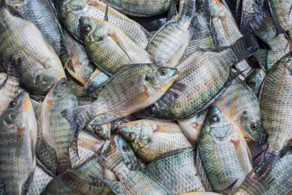Bioflocos aumentam produção e saúde de tilápias na aquicultura (Imagem: Getty Images/ Canva Pro)