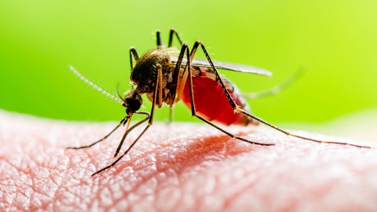 Zika vírus pode passar despercebido em casos leves. (Foto: Getty Images via Canva)