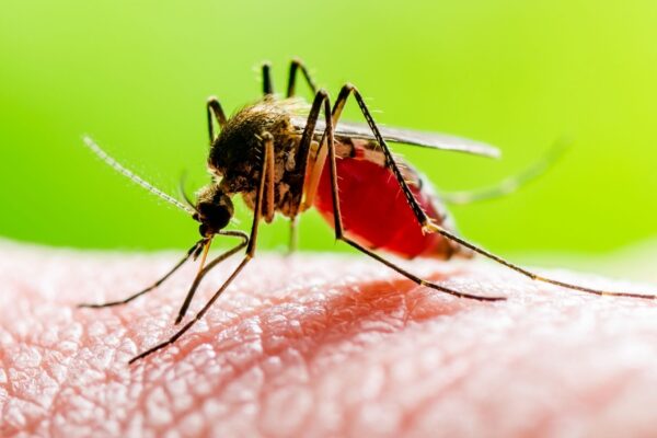 Zika vírus pode passar despercebido em casos leves. (Foto: Getty Images via Canva)