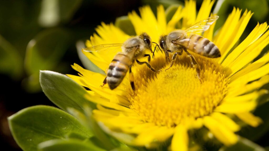 Zangões mostram inteligência surpreendente em cérebros minúsculos (Imagem: Pexels/ Canva Pro)
