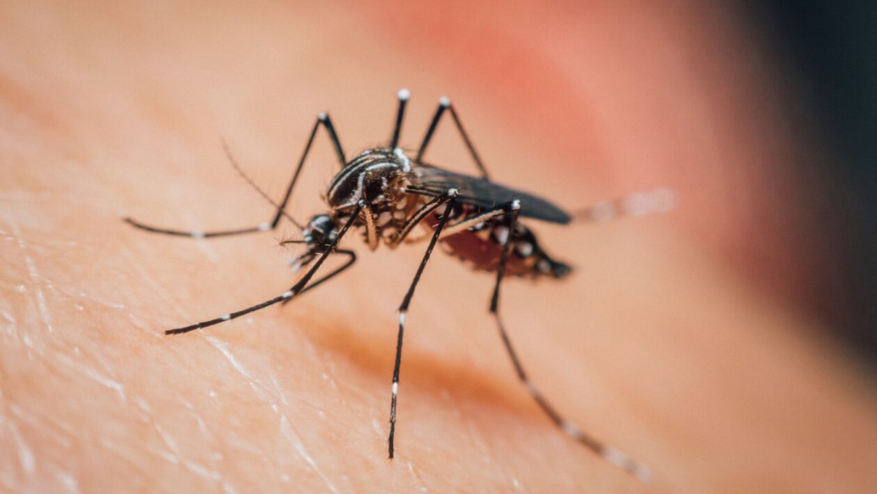 Santa Catarina registra mais de 58 mil focos do Aedes aegypti. (Foto: Getty Images via Canva)