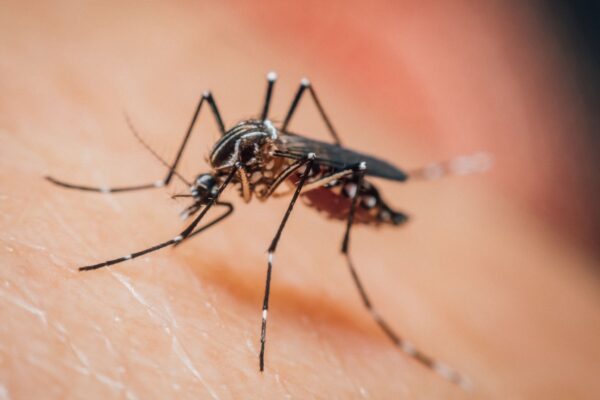 Santa Catarina registra mais de 58 mil focos do Aedes aegypti. (Foto: Getty Images via Canva)