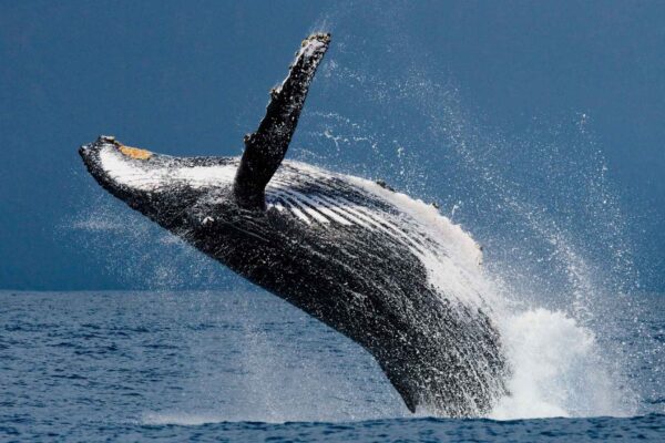 Baleias podem viver 200 anos. A ciência começa a descobrir como (Imagem: Getty Images/ Canva Pro)
