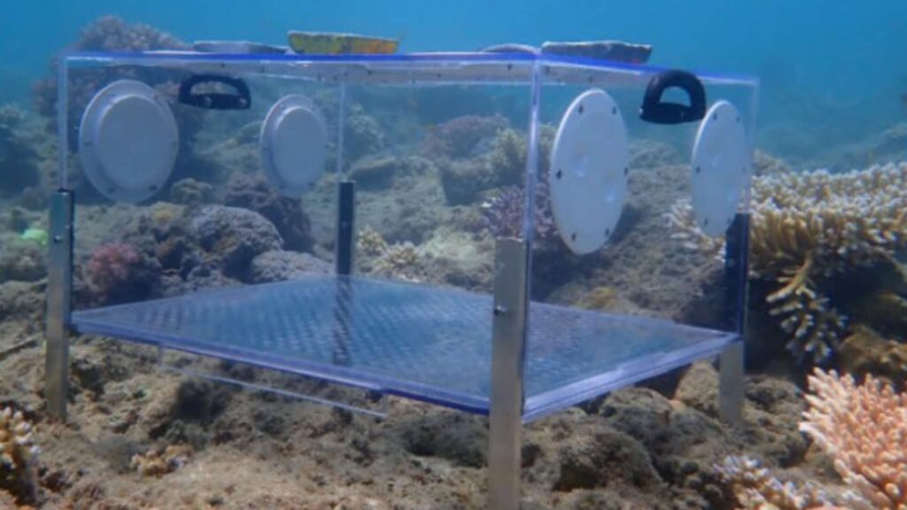 Caixa larval elevada pronta para dispersão das larvas sobre o substrato (Imagem: Christopher Doropoulos et al./ bioRxiv (2025))
