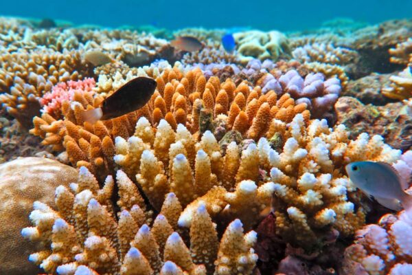 Nova tecnologia ajuda larvas de coral a repovoar recifes grandes (Imagem: Getty Images/ Canva Pro)