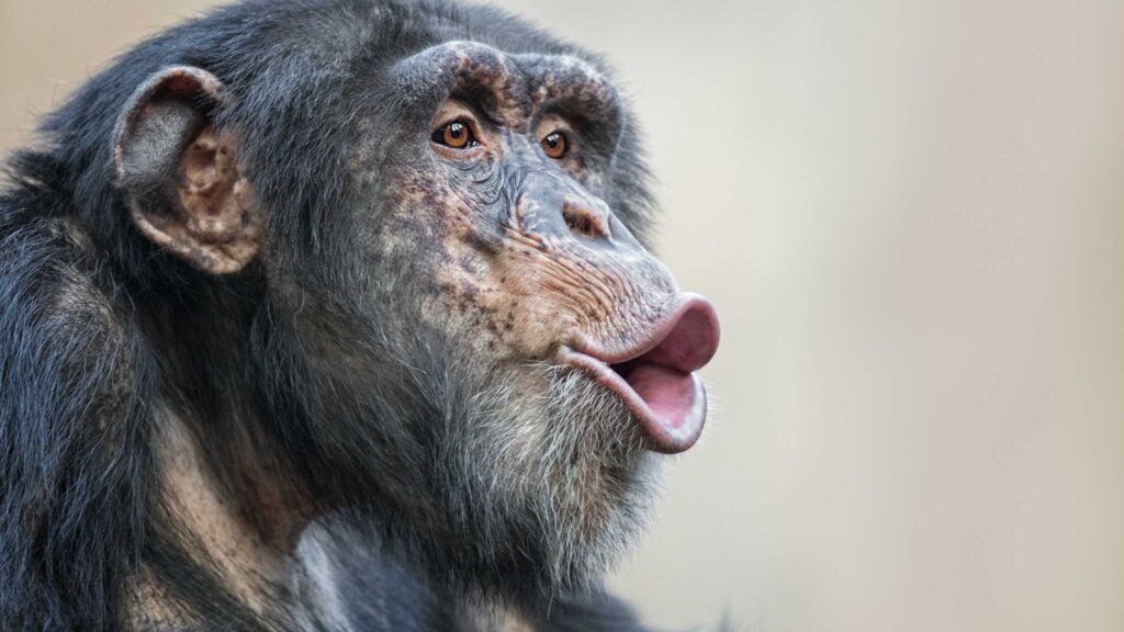 Chimpanzés podem mudar de ideia com base em novas evidências (Imagem: Getty Images/ Canva Pro)
