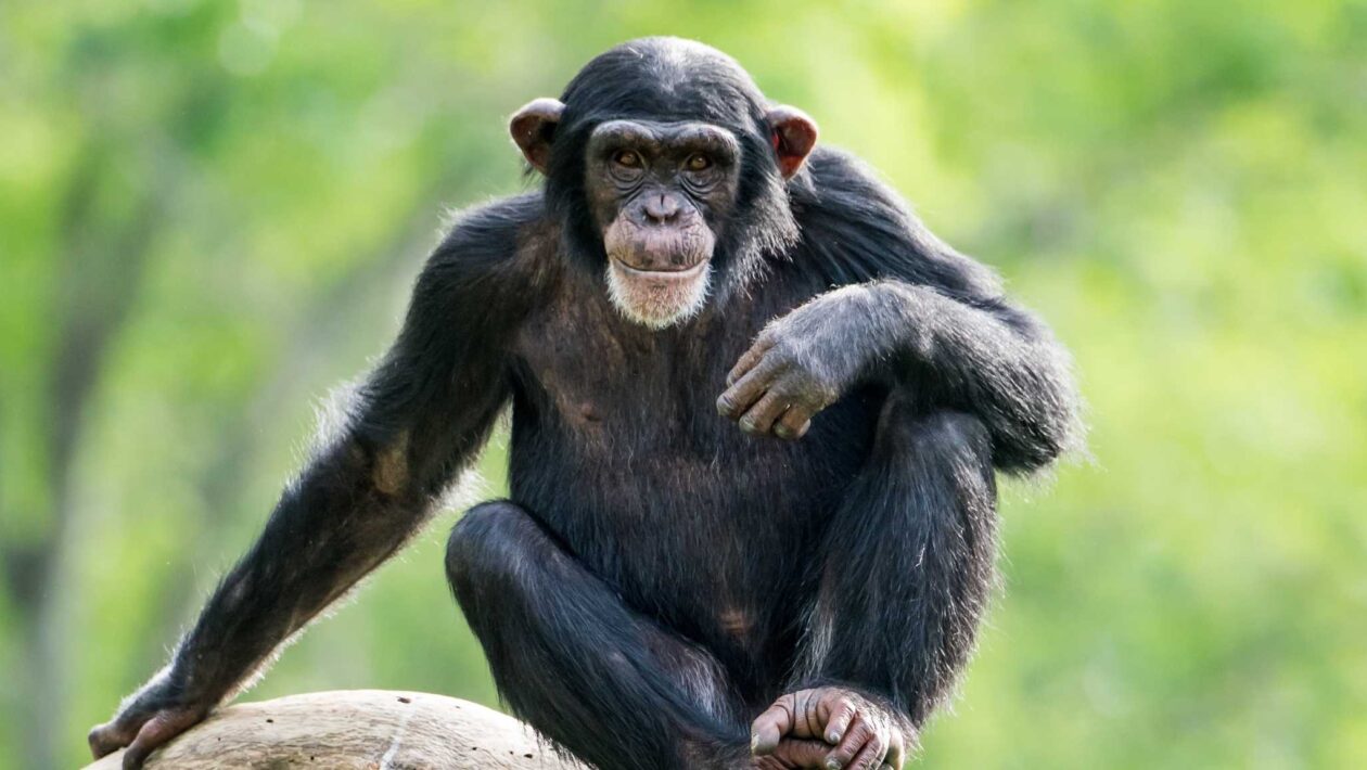 Chimpanzés podem mudar de ideia com base em novas evidências (Imagem: Getty Images/ Canva Pro)