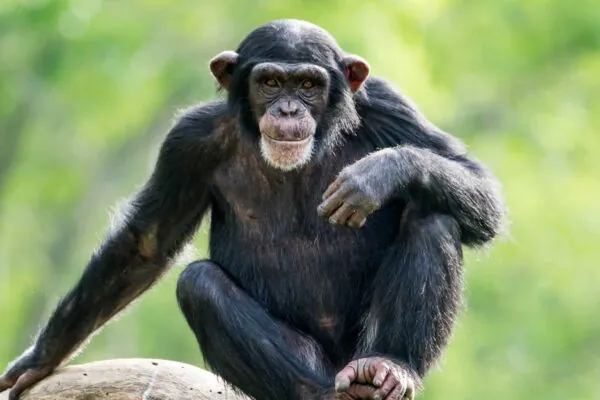 Chimpanzés podem mudar de ideia com base em novas evidências (Imagem: Getty Images/ Canva Pro)