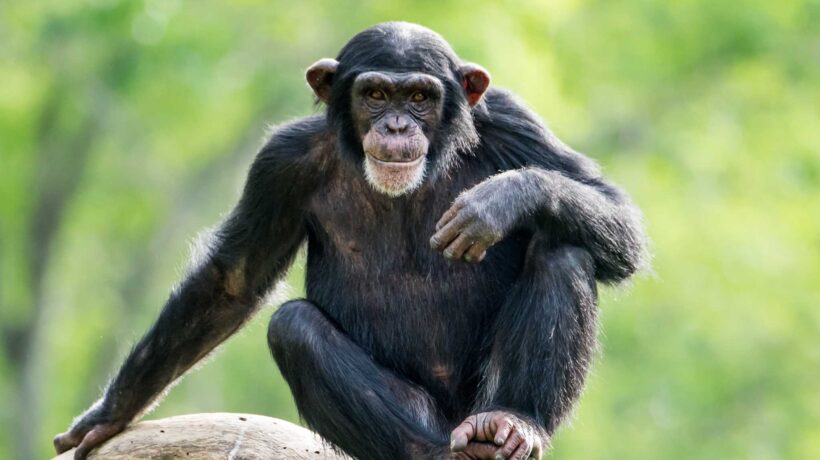 Chimpanzés podem mudar de ideia com base em novas evidências (Imagem: Getty Images/ Canva Pro)