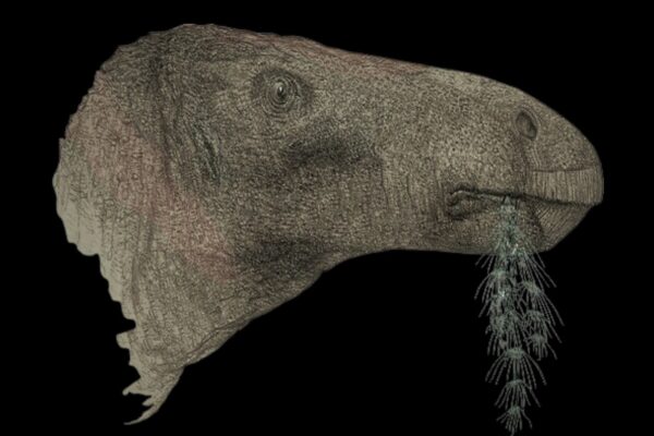 Ilustração de John Sibbick mostra o novo dinossauro Comptonatus. (Foto: John Sibbick )