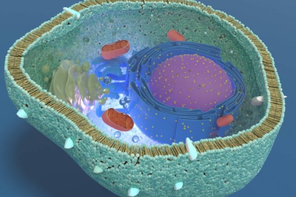 Células eliminam mutações e preservam DNA mitocondrial ao longo das gerações. (Imagem: Getty Images/ Canva Pro)