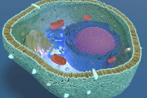 Células eliminam mutações e preservam DNA mitocondrial ao longo das gerações. (Imagem: Getty Images/ Canva Pro)