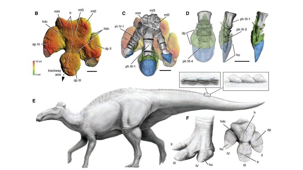 Casco plano das patas traseiras é destaque anatômico. (Foto: Paul C. Sereno et al / Science)