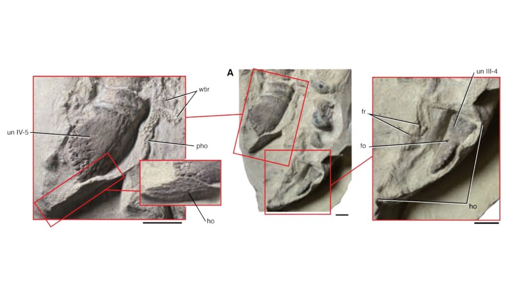 Máscara de argila protege textura da pele fóssil. (Foto: Paul C. Sereno et al / Science)