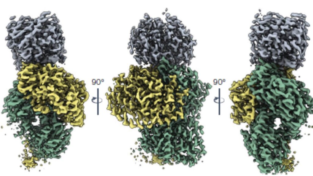 Enzima bacteriana pode revolucionar produção sustentável de plásticos (Imagem: Ana Lago-Maciel et al. (2025) / CC BY 4.0)
