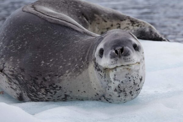 Fenômeno raro: atenção pós-morte em focas da Antártida. (Imagem: Getty Images/ Canva Pro)