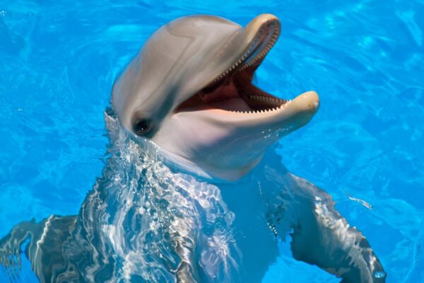Golfinhos-corcunda usam esponjas como chapéus para atrair fêmeas (Imagem: Getty Images/ Canva Pro)