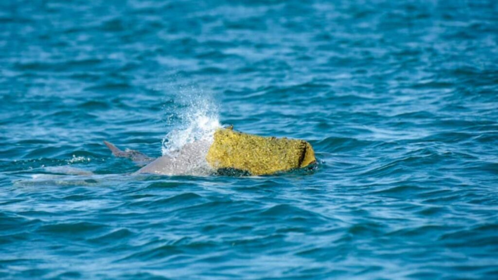 Chapéus de esponja: curiosa estratégia de sedução dos golfinhos (Imagem: WA Parks and Wildlife Service/ Reprodução Instagram)
