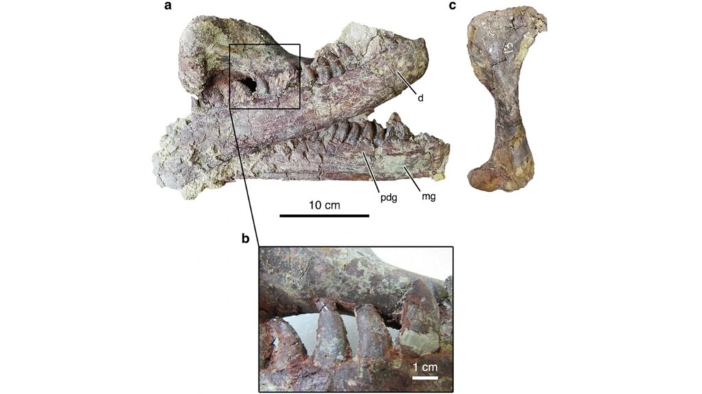 Dentário de Joaquinraptor em contato com úmero de crocodiliforme. (Foto: Lúcio M. Ibiricu / Nature Communications)