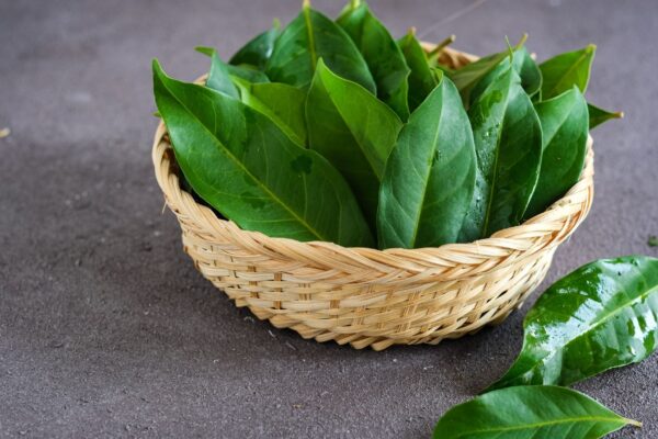 Chá de louro ajuda a reduzir inchaço abdominal naturalmente. (Foto: Getty Images via Canva)