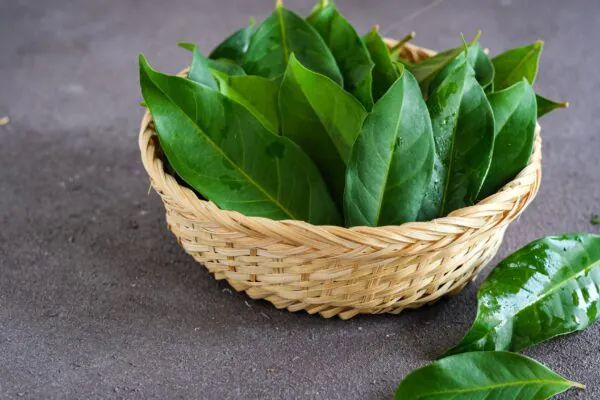 Chá de louro ajuda a reduzir inchaço abdominal naturalmente. (Foto: Getty Images via Canva)
