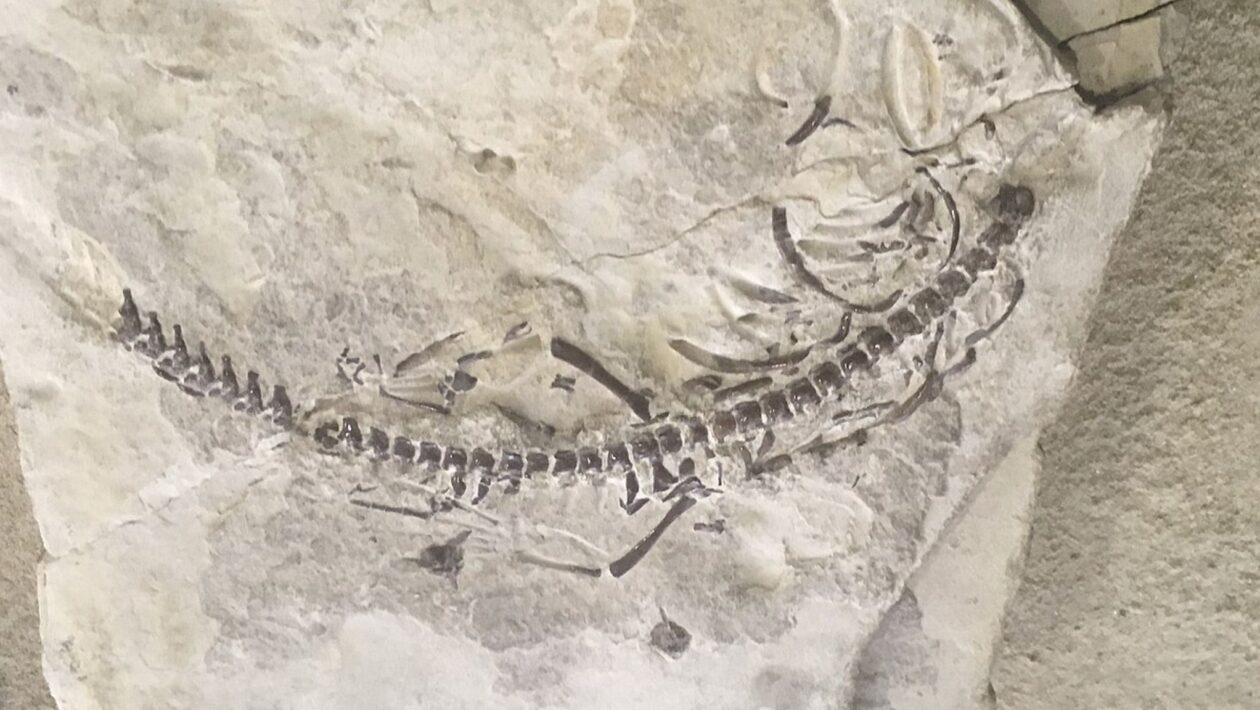 Fósseis revelam vida aquática no Paraná há 280 milhões de anos. (Foto: GeoPotinga via Wikimedia Commons)