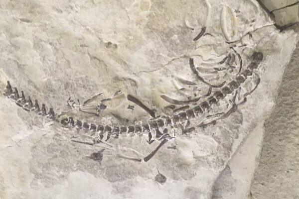 Fósseis revelam vida aquática no Paraná há 280 milhões de anos. (Foto: GeoPotinga via Wikimedia Commons)