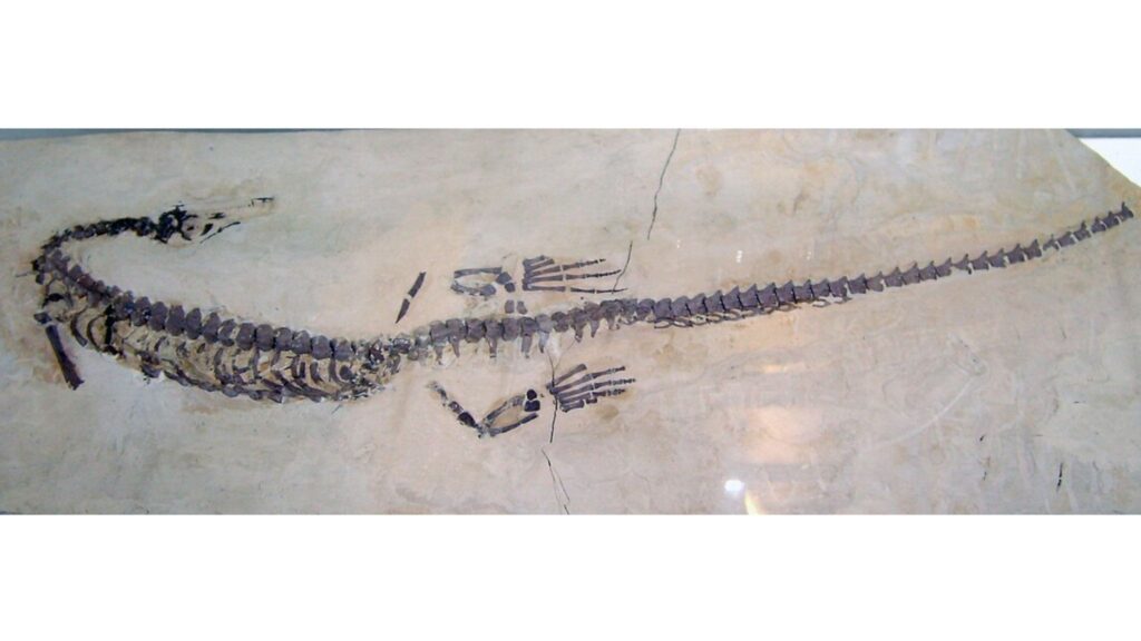 Mesosaurus é um réptil pré-histórico que antecedeu os dinossauros. (Foto: FunkMonk via Wikimedia Commons)