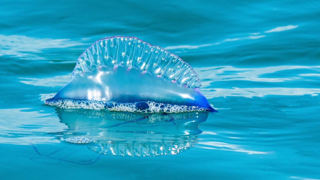 Physalia mikazuki: nova caravela-portuguesa surpreende no Japão (Imagem: Getty Images/ Canva Pro)