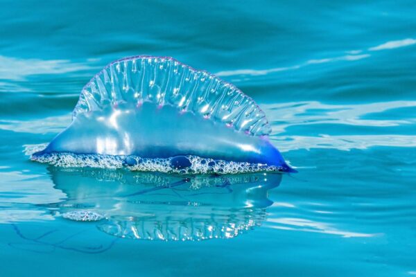Physalia mikazuki: nova caravela-portuguesa surpreende no Japão (Imagem: Getty Images/ Canva Pro)