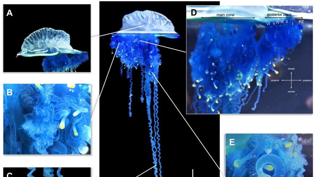 Descoberta inédita de caravela alerta para mudanças marinhas (Imagem: Cheryl Lewis Ames et al. (2025) CC BY 4.0)