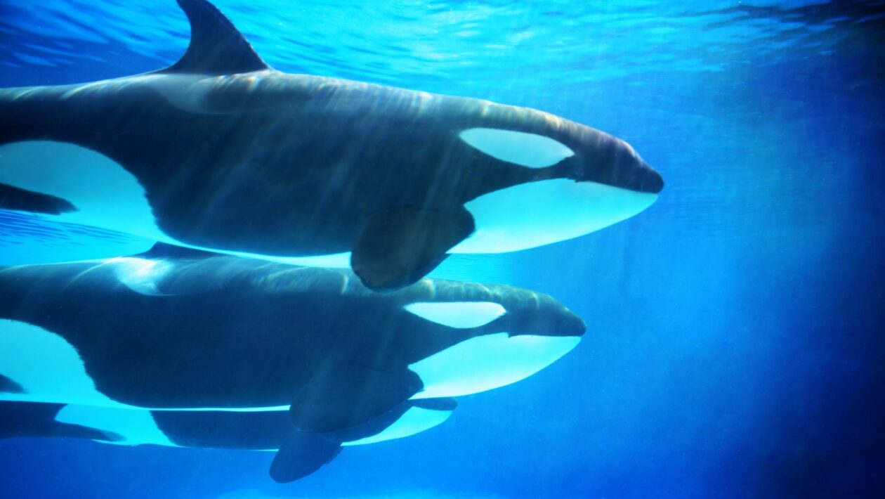 Orcas dominam tubarões brancos com estratégia inteligente e letal (Imagem: Getty Images/ Canva Pro)