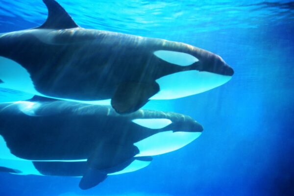 Orcas dominam tubarões brancos com estratégia inteligente e letal (Imagem: Getty Images/ Canva Pro)