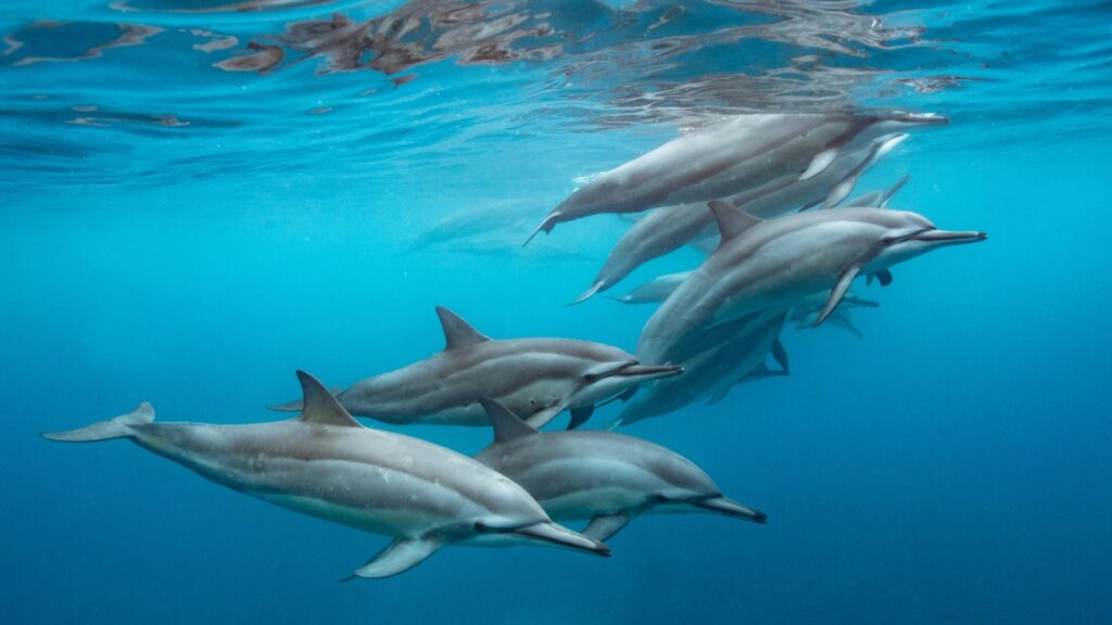 Poluentes persistentes ameaçam a saúde dos maiores mamíferos marinhos (Imagem: Getty Images/ Canva Pro)
