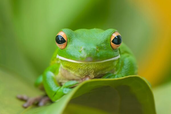 Enchentes ameaçam sapos mais que incêndios na Austrália. (Imagem: Getty Images/ Canva Pro)