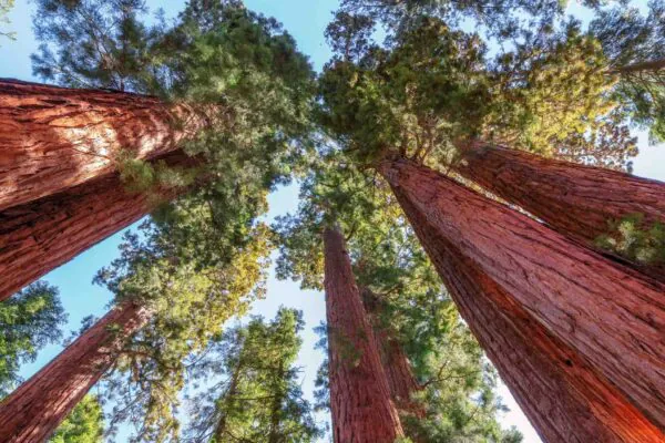 Sequoias resistem ao fogo e rebrotam rapidamente após incêndios (Imagem: Getty Images/ Canva Pro)