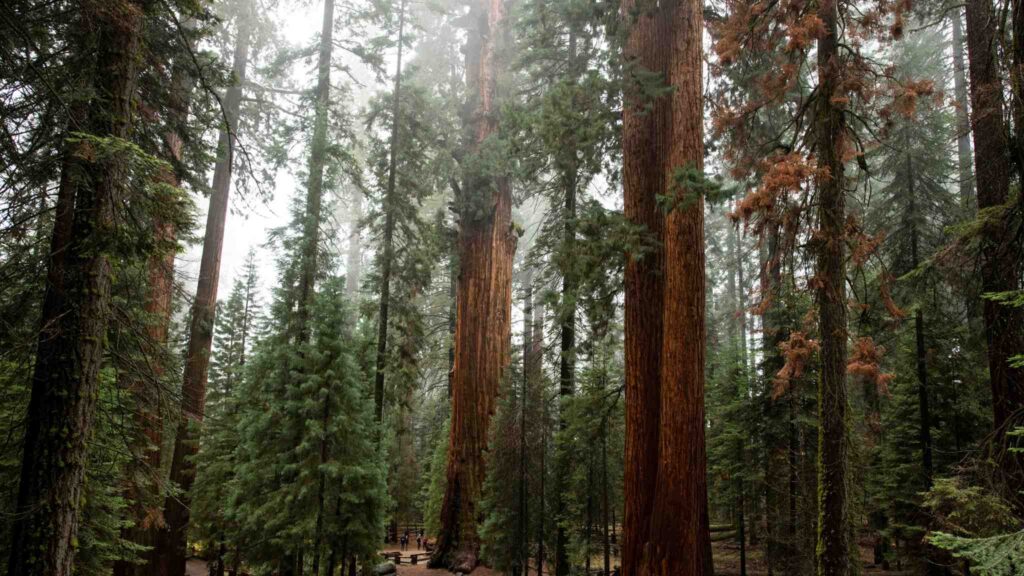 Florestas de sequoias mostram incrível resiliência frente ao fogo (Imagem: Getty Images/ Canva Pro)
