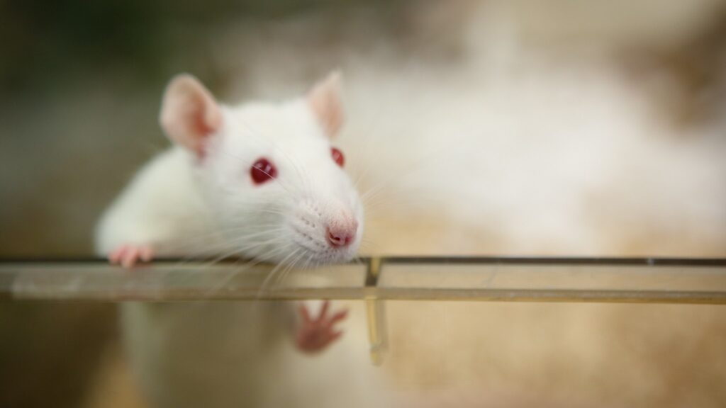 Reino Unido avança em métodos éticos para pesquisas científicas. (Imagem: Getty Images/ Canva Pro)
