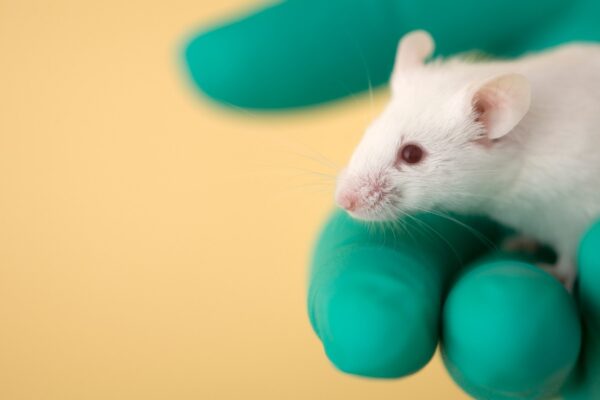 IA e bioimpressão 3D podem substituir animais em testes médicos. (Imagem: Getty Images/ Canva Pro)