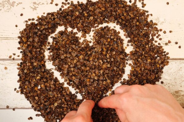 Trigo Sarraceno Tártaro rejuvenesce o sistema imunológico. (Foto: Pexels via Canva)