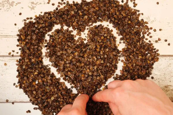 Trigo Sarraceno Tártaro rejuvenesce o sistema imunológico. (Foto: Pexels via Canva)
