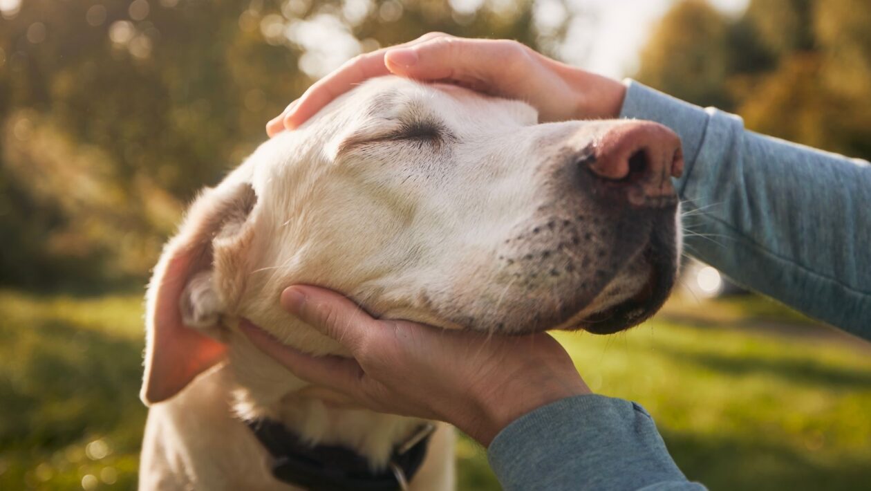 Cães idosos também merecem um lar cheio de amor. (Foto: Chalabala photos via Canva)