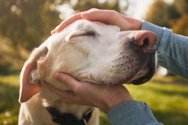 Cães idosos também merecem um lar cheio de amor. (Foto: Chalabala photos via Canva)